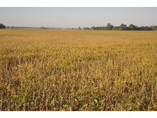 Property photo 12 - 220.9 +/- Acres Offered in 5 Tracts - Farmland Auction